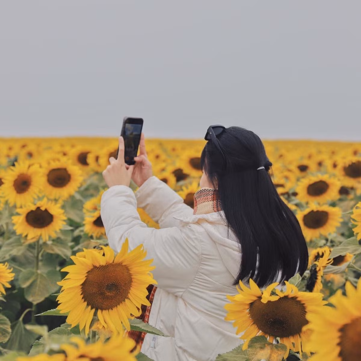 Được biết cánh đồng hoa hướng dương Nghệ An này do một công ty sữa trên địa bàn trồng, tuy nhiên vì vườn hoa cực đẹp nên đây là địa điểm check-in hút giới trẻ. Ảnh: Mai San