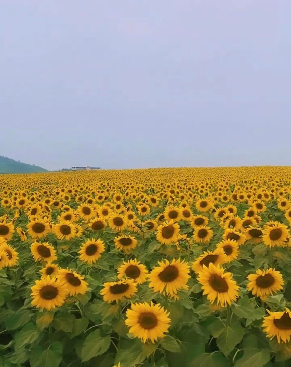 Những bông hoa hướng dương vàng óng trong nắng nhẹ tạo nên vẻ đẹp quyến rũ. Ảnh: Mai San