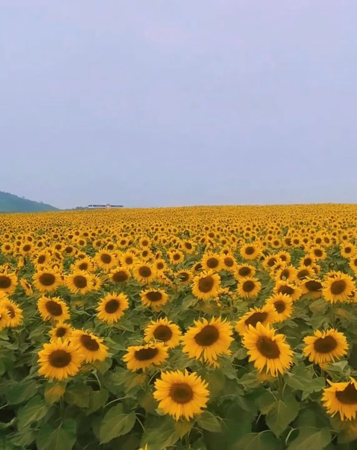 Những bông hoa hướng dương vàng óng trong nắng nhẹ tạo nên vẻ đẹp quyến rũ. Ảnh: Mai San