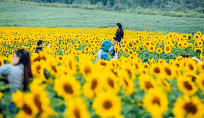 Thân cây hoa hướng dương chỉ hơn 1m nên nhiều người có thể đứng chụp ảnh mà không cần phải dùng thang như trước. Ảnh: Rạng Đông