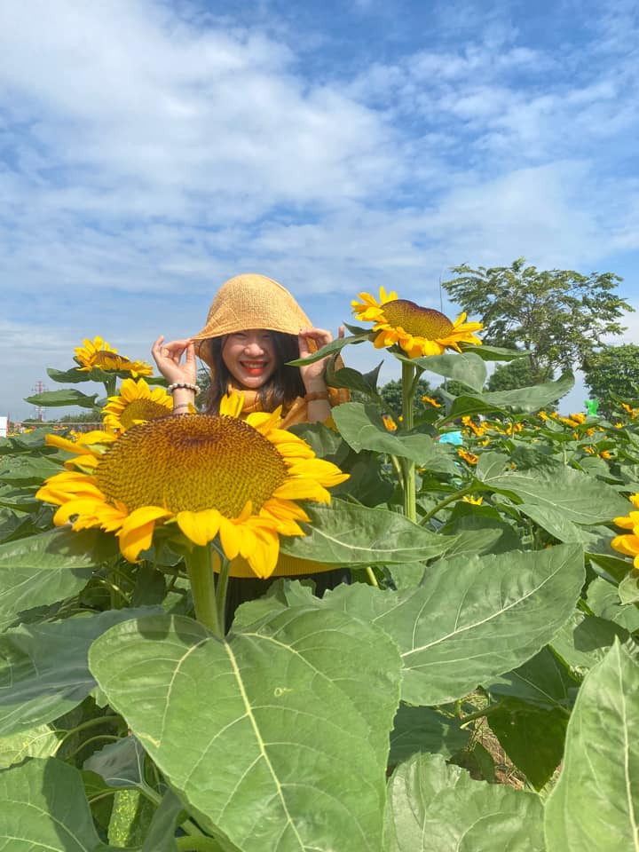 Mỗi du khách đều cố gắng ghi lại những khung hình đẹp nhất khi về với cánh đồng hoa hướng dương Nghệ An đang nở rộ, vàng rực. Ảnh: Mai Quỳnh Nga