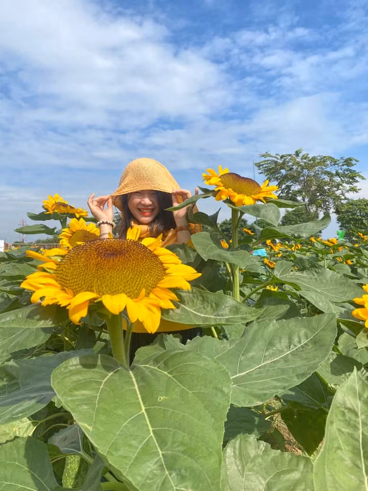 Mỗi du khách đều cố gắng ghi lại những khung hình đẹp nhất khi về với cánh đồng hoa hướng dương Nghệ An đang nở rộ, vàng rực. Ảnh: Mai Quỳnh Nga