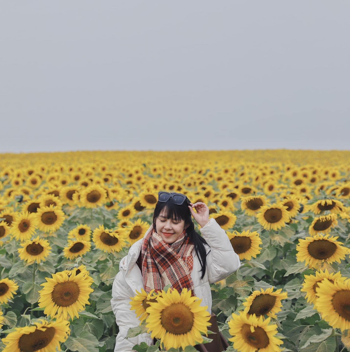 Du khách tìm về cánh đồng hoa hướng dương đang nở rộ, vàng rực để ghi lại những khoảnh khắc đẹp. Ảnh: Mai San