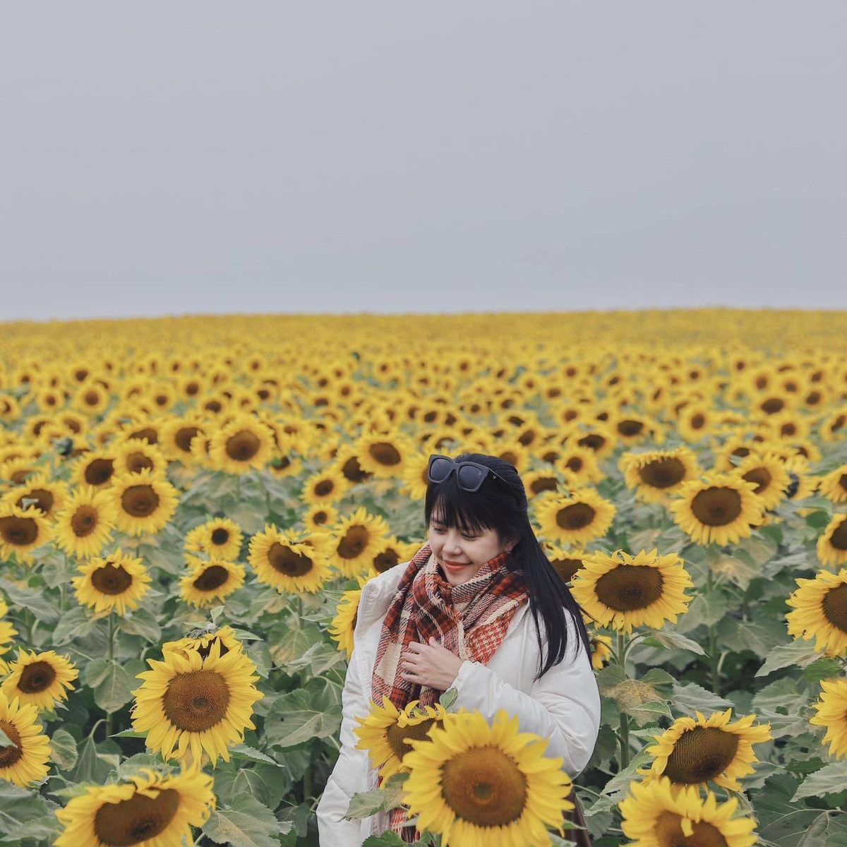 Những ngày qua, cánh đồng hoa hướng dương ở xã Nghĩa Lâm, huyện Nghĩa Đàn, tỉnh Nghệ An nở rộ. Màu vàng của hoa hướng dương đã nhuộm rực một góc trời tuyệt đẹp thu hút hàng vạn du khách tìm về để thăm quan, chụp ảnh check-in. Ảnh: Mai San