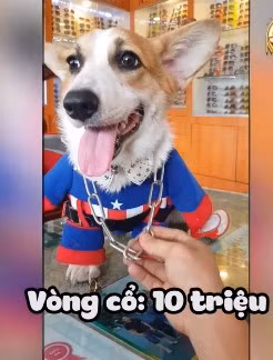 Ngoài ra không ít cư dân mạng lại sợ rằng chú chó đi ra đường sẽ bị bắt cóc mất nên hi vọng chủ sẽ suy nghĩ lại về món quà này.