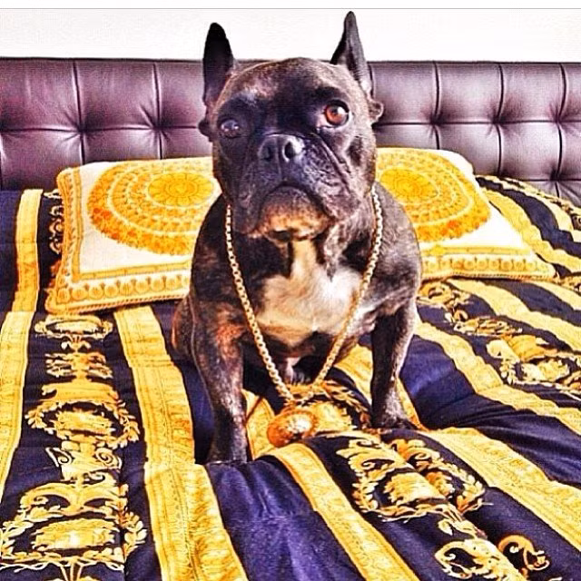 Chiếc lắc vàng lấp lánh được gắn thêm cả quả lắc vô cùng nổi bật được đeo chễm chệ vào cổ chú chó trong ngày vía Thần Tài.