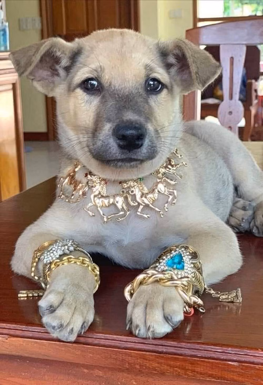 Thần thái của chú chó cũng khiến cộng đồng mạng trầm trồ bởi "cậu" điềm nhiên nằm giữa nhà tận hưởng sự cưng chiều từ chủ của mình.