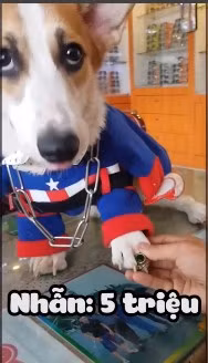 Cộng đồng mạng lấy làm thú vị về những hình ảnh này, tuy nhiên cũng nhiều người cho rằng có thể chủ nó chỉ đeo và chụp ảnh đăng lên cho "oách" chứ không dễ gì để chú chó đeo luôn chiếc lắc vàng ấy.