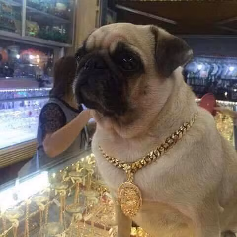 Không chịu mặc quần áo mới hay đeo bất cứ trang sức gì, chú chó số hưởng này khiến cư dân mạng trầm trồ với duy nhất bàn chân đeo chiếc vòng vàng lộng lẫy.