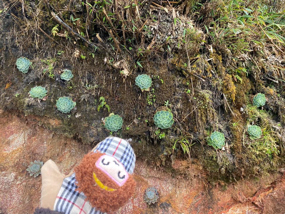 Các du khách thích thú chụp hình hoa sen đá tại đỉnh Fansipan. Ảnh: Thủy Slow