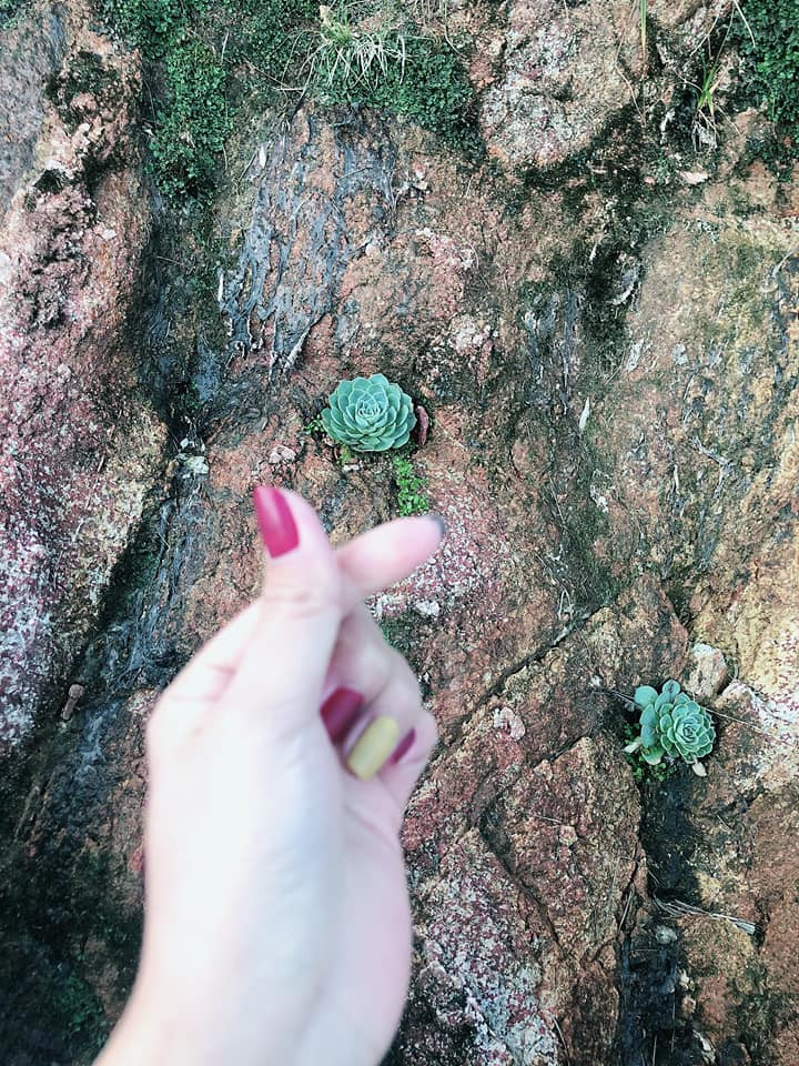 Cùng với các loài cây xanh khác, hoa sen đá đã tạo thêm vẻ đẹp cho cảnh quan của Fansipan. Ảnh: Yến Tây