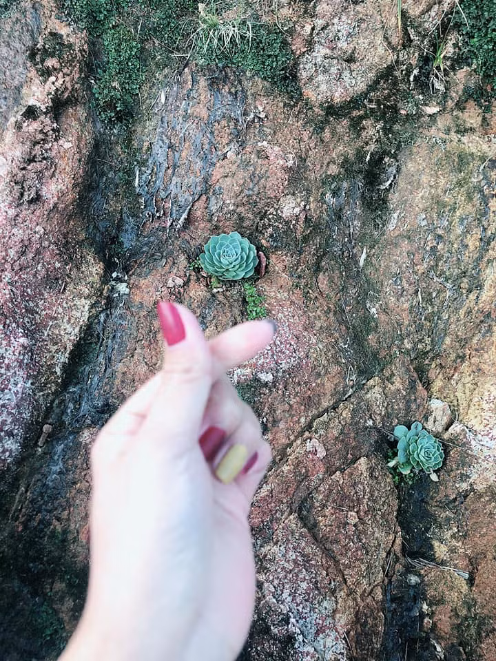 Cùng với các loài cây xanh khác, hoa sen đá đã tạo thêm vẻ đẹp cho cảnh quan của Fansipan. Ảnh: Yến Tây