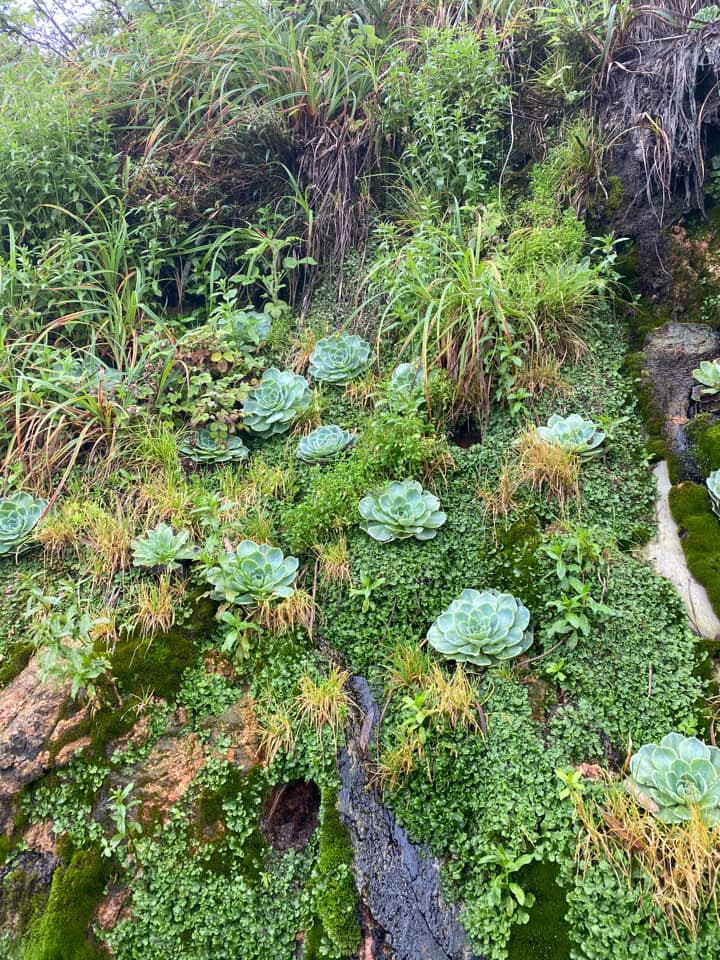 Dù mọc trên vách đá dựng đứng nhưng với số lượng nhiều đã tạo nên khung cảnh tuyệt đẹp như chốn bồng lai. Ảnh: Nguyễn Quỳnh Như