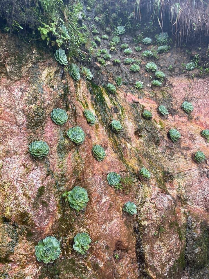 Trong điều kiện thời tiết mây mù, giá lạnh hay nóng như đổ lửa, loài hoa này vẫn căng tràn sức sống, mang đến cho người ngắm một cảm giác thư thái, yên bình. Ảnh: Đinh Minh Thư / Check in Việt Nam