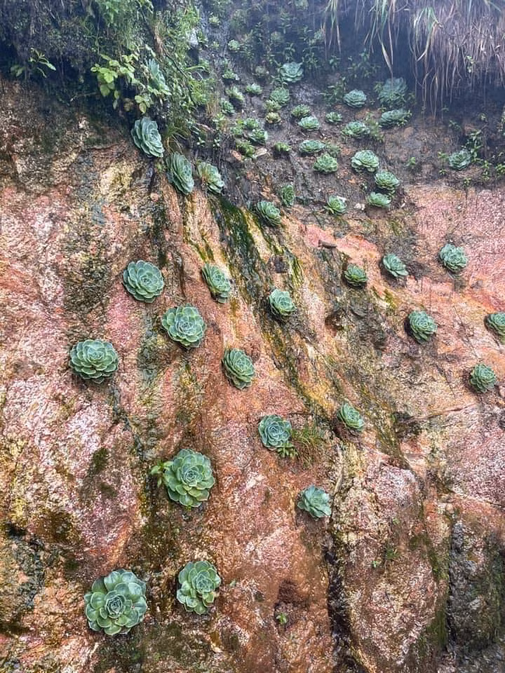 Trong điều kiện thời tiết mây mù, giá lạnh hay nóng như đổ lửa, loài hoa này vẫn căng tràn sức sống, mang đến cho người ngắm một cảm giác thư thái, yên bình. Ảnh: Đinh Minh Thư / Check in Việt Nam