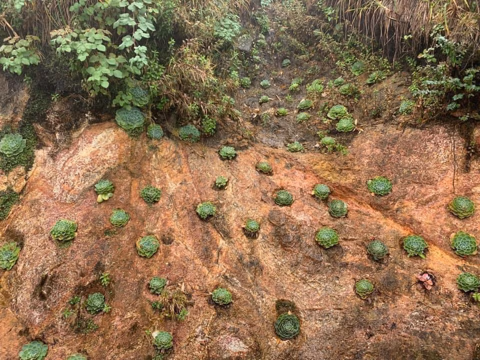 Trên cung đường trekking chinh phục đỉnh Fansipan sen đá mọc đầy rẫy, tạo nên khung cảnh hút mắt du khách. Ảnh: Đinh Minh Thư / Check in Việt Nam