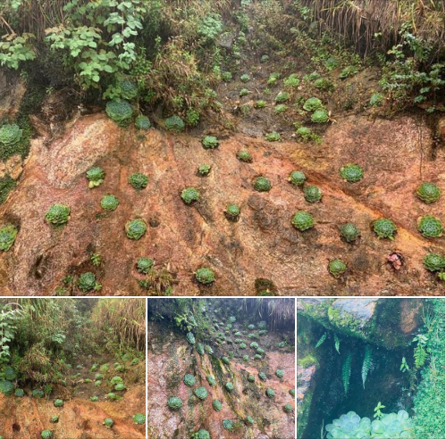 Gần đây du khách đặt chân lên đỉnh Fansipan không khỏi ngỡ ngàng khi chứng kiến những bông hoa sen đá mọc lên giữa sườn núi đá dốc đứng. Ảnh: Chụp màn hình