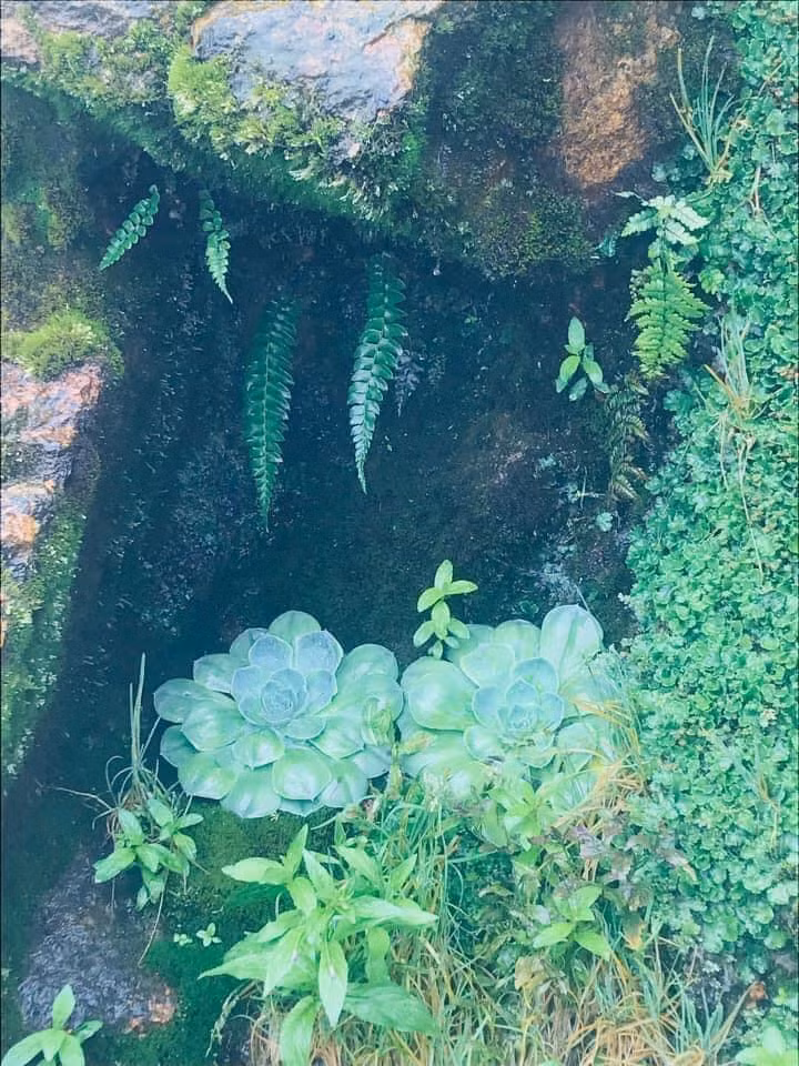 Hoa sen là biểu tượng của Phật giáo và cũng là loài hoa cao quý chốn thiên đình, phù hợp với cảnh tiên, cõi Phật. Vậy nên khi thấy loài hoa này xuất hiện nhiều người không khỏi ngỡ ngàng. Ảnh: Đinh Minh Thư / Check in Việt Nam