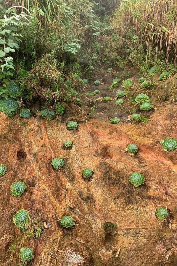 Trên MXH cư dân mạng chia sẻ khá nhiều khoảnh khắc hoa sen đá mọc trên vách đá ở Fansipan. Ảnh: Đinh Minh Thư / Check in Việt Nam