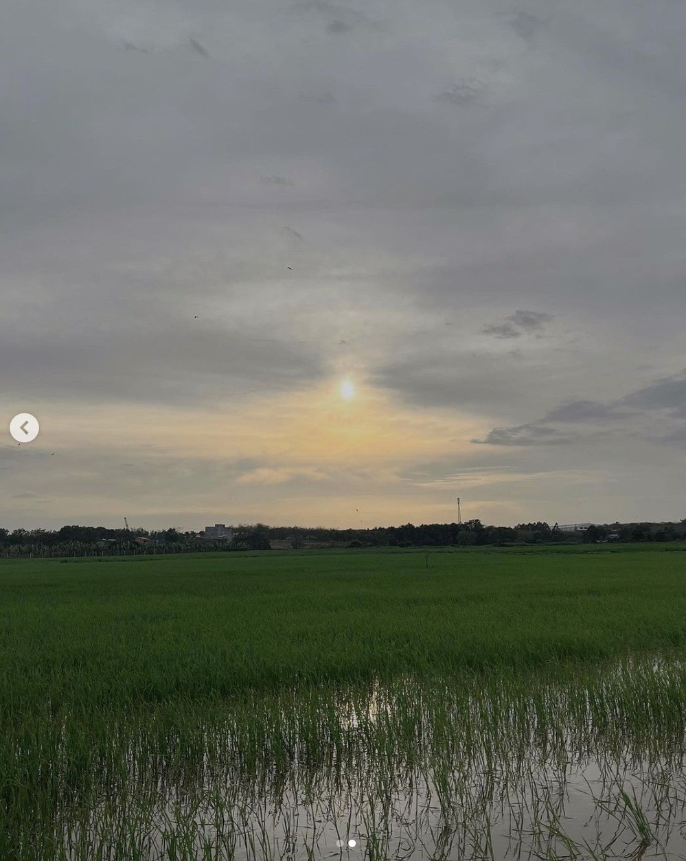 Ảnh cánh đồng lúa và đính kèm icon bông lúa. Điều này khiến nhiều người liên tưởng đến quê lúa Thái Bình - quê nhà Sơn Tùng.