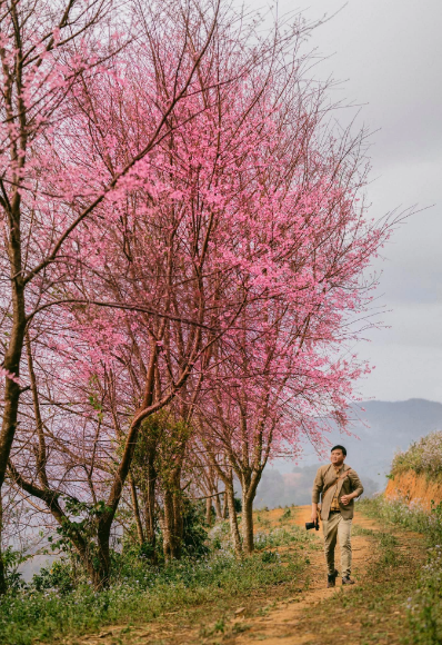Mùa hoa nở vào đầu năm có lẽ đẹp nhất là mùa hoa mai anh đào ở Đà Lạt, thời điểm này giới trẻ đã rục rịch, chuẩn bị lịch trình lên đường thăm phố núi để ngắm hoa đào nở. Ảnh: Đồng Ngô