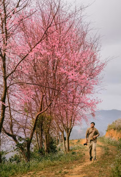 Mùa hoa nở vào đầu năm có lẽ đẹp nhất là mùa hoa mai anh đào ở Đà Lạt, thời điểm này giới trẻ đã rục rịch, chuẩn bị lịch trình lên đường thăm phố núi để ngắm hoa đào nở. Ảnh: Đồng Ngô
