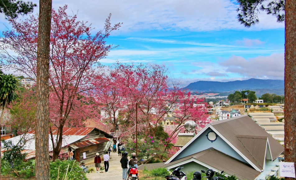 Các bạn trẻ đam mê "sống ảo" cho rằng mùa hoa đào tại thành phố mộng mơ chẳng khác gì khung cảnh tại Hàn Quốc hay Nhật Bản. Ảnh: Lưu Thái Anh