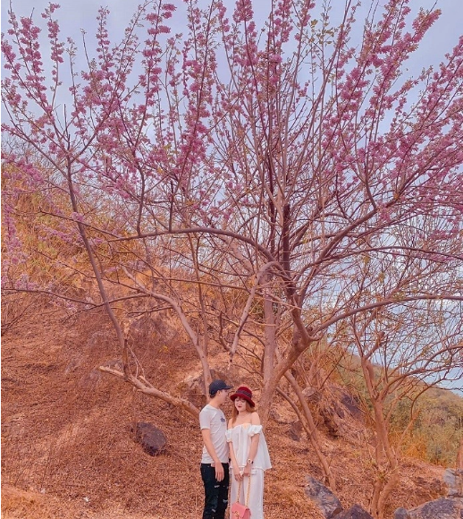 Nếu Đà Lạt được khoác lên mình chiếc áo hồng rực rỡ thì hoa đỗ mai tại Vũng Tàu lại có màu nhạt hơn, chỉ phơn phớt hồng. Ảnh: ivivu