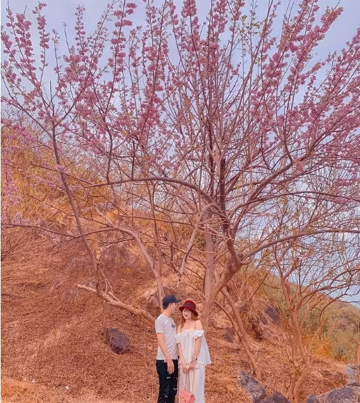 Nếu Đà Lạt được khoác lên mình chiếc áo hồng rực rỡ thì hoa đỗ mai tại Vũng Tàu lại có màu nhạt hơn, chỉ phơn phớt hồng. Ảnh: ivivu