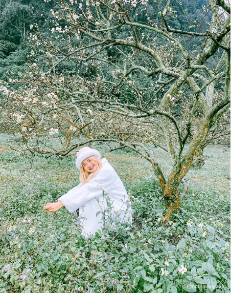 Không chỉ nổi tiếng với những đồi chè xanh bát ngát, du khách du lịch Mộc Châu dịp đầu năm cũng là vì những vườn hoa mận trắng tinh khôi kia. Ảnh: Hồ Thiên Nga