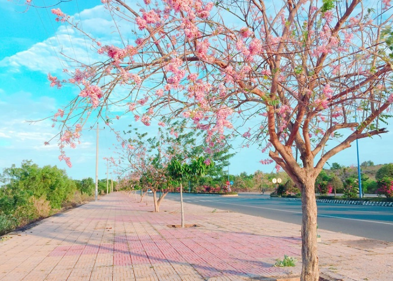 Một địa điểm check-in mùa hoa nằm gần TP HCM là tại thành phố biển Vũng Tàu với loài hoa đỗ mai tuyệt đẹp. Ảnh: ivivu