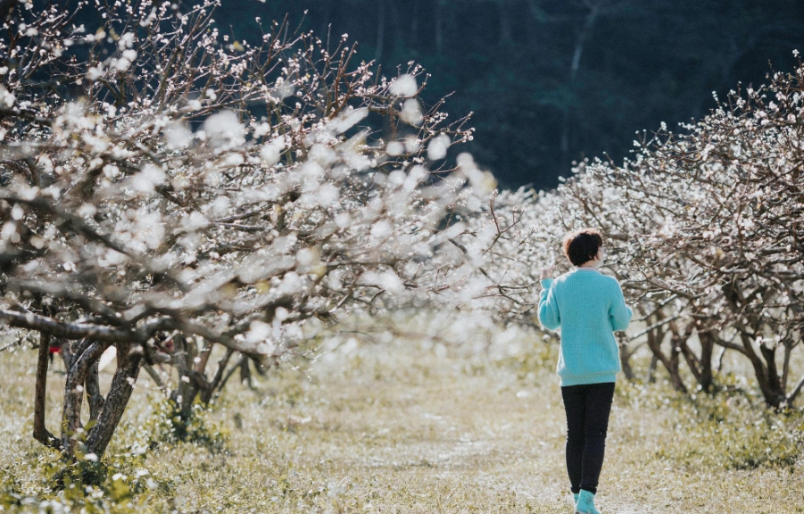 Vào tháng 1 là mùa hoa mận nở trắng xóa ở Mộc Châu, đây được xem là thời điểm lý tưởng để giới trẻ đến check-in. Ảnh: Gia Hân