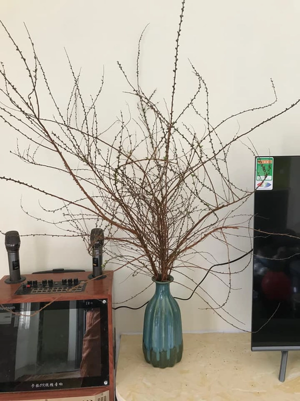 Tuy nhiên, loài hoa Tết này lại khiến gia chủ “khóc không thành tiếng” vì Tết đến nơi rồi mà vẫn ngủ đông đến “bất tỉnh nhân sự”, trông chẳng khác gì cái chổi quét nhà.