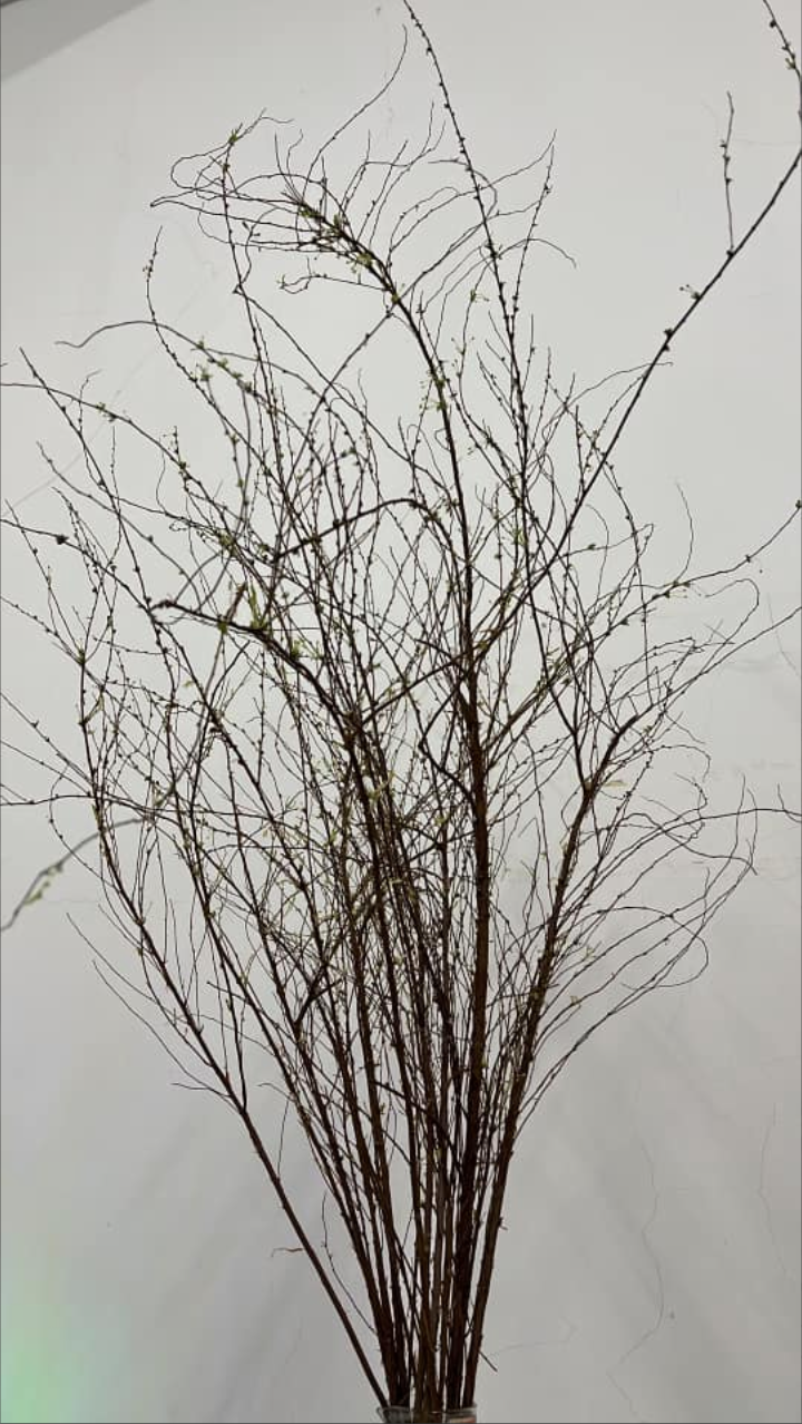 Đợi vài ngày nữa hết hẳn Tết, nhà không còn khách đến chơi thì tuyết mai nở bung đẹp là vừa.