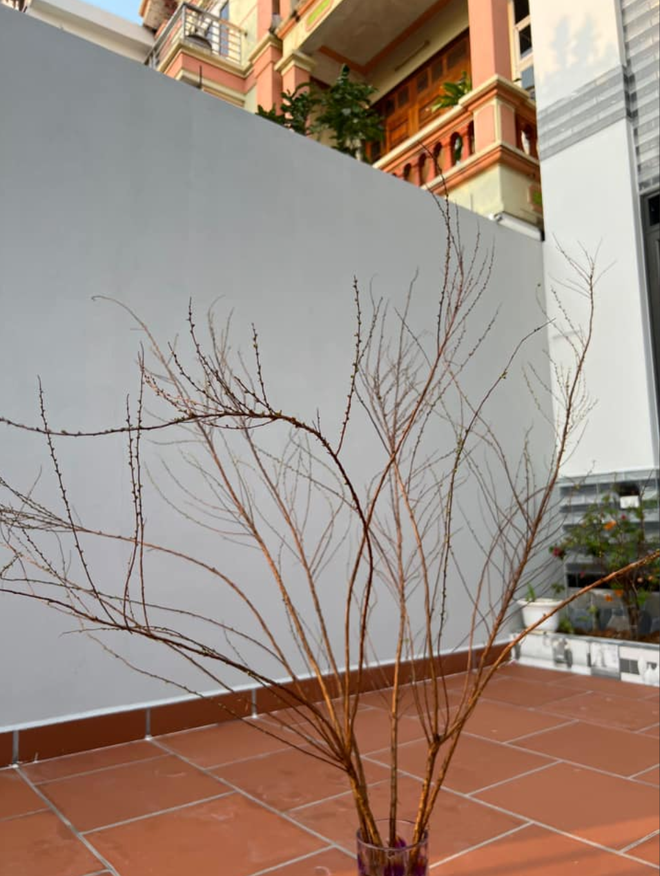 Cây vẫn khẳng khiu trụi lá, trụi bông, không có "tín hiệu" mùa xuân.