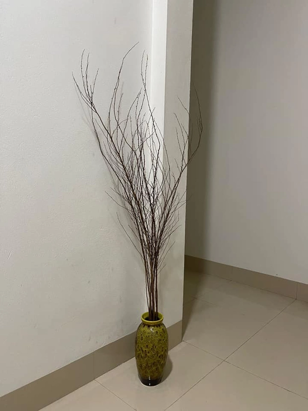 Thậm chí đến tận ngày hôm nay đã qua kỳ nghỉ Tết nhưng những cành tuyết mai vẫn "ngủ đông" làm dân tình tuyệt vọng.