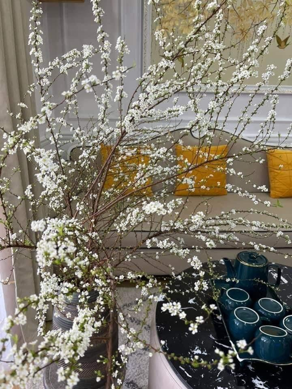 Dịp Tết Quý Mão 2023 năm nay, "làm mưa làm gió" thị trường hoa Tết còn có sự xuất hiện đặc biệt của hoa tuyết mai. Từ trước Tết, nhà nhà đổ xô sắm dăm bảy cành tuyết mai về cắm với mong đợi hoa sẽ bung nở đúng dịp Tết.