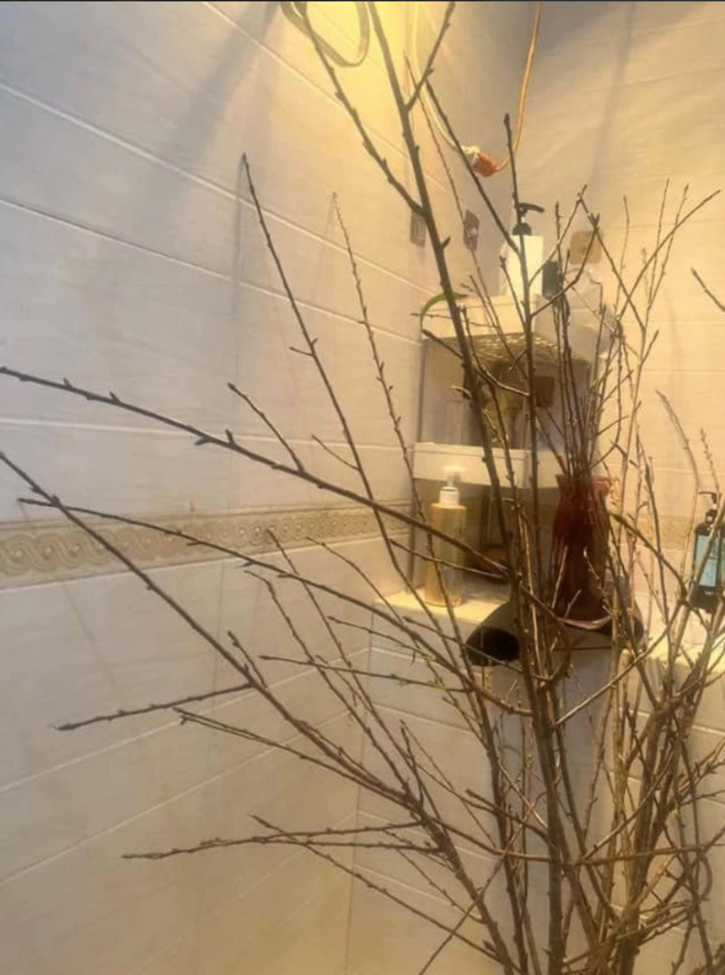 Tuyết mai khiến cho phòng khách thêm sang trọng và hiện đại. Vậy nên, dù khó nở nhưng đây vẫn là loại hoa “hot” mỗi khi Tết đến xuân về. Ảnh: Tổng hợp Facebook