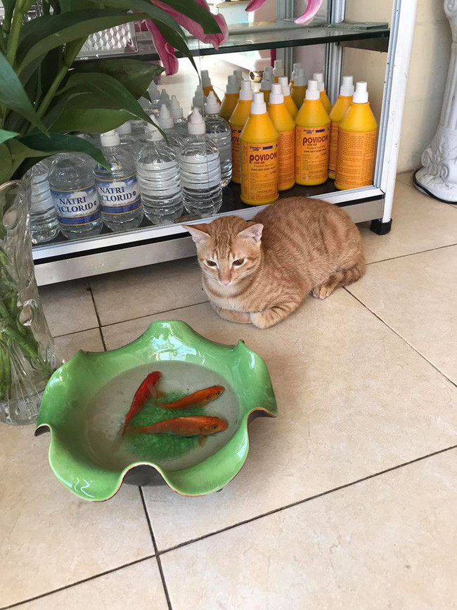 Chú mèo ngoan ngoãn nằm ngắm nhìn những con cá chép, chỉ chờ chủ nhà sơ hở là tóm gọn. Ảnh: Tổng hợp
