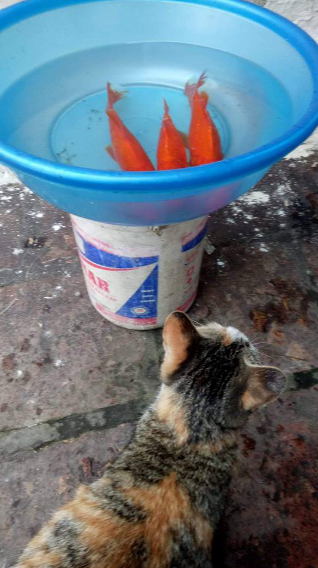 Trước 12 giờ trưa, những "cỗ xe" cá chép này cần được thả xuống ao, hồ nước sạch để kịp giờ. Nhưng chặng đường ấy có thể sẽ rất gian nan, nếu nhà bạn có nuôi một chú mèo.