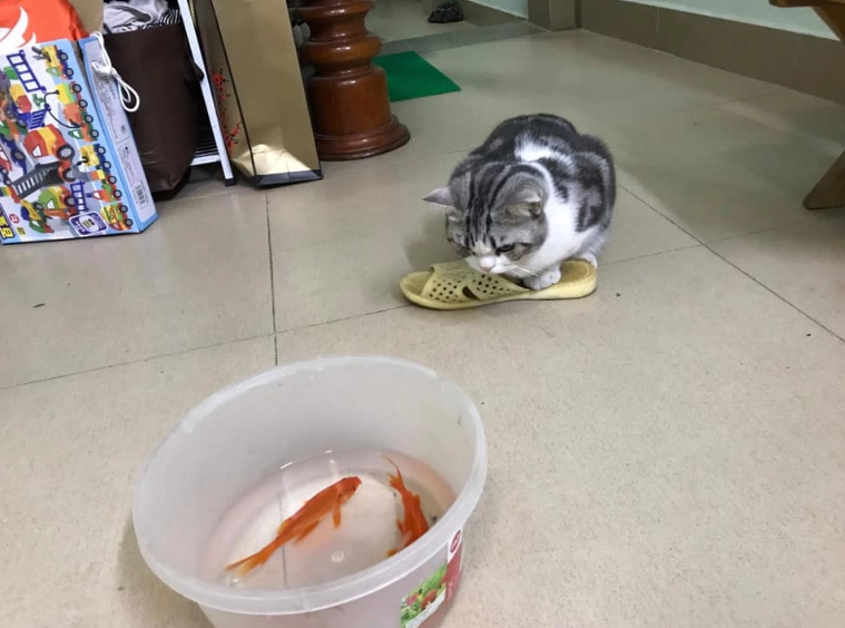 Trong ngày 23 tháng Chạp Âm lịch, nhiều gia đình đã mang cá chép đến các sông, hồ để phóng sinh với ý nghĩa cung tiễn ông Công ông Táo về trời.