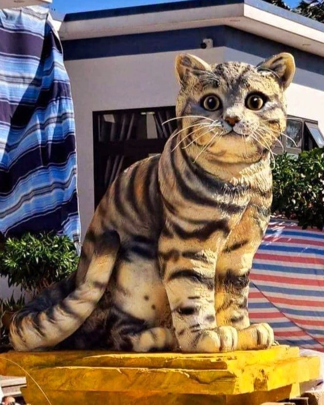 Với dáng hình dễ thương, cùng đôi mắt ướt, tròn xoe..., nhiều người tự cho rằng đây là mèo cái.