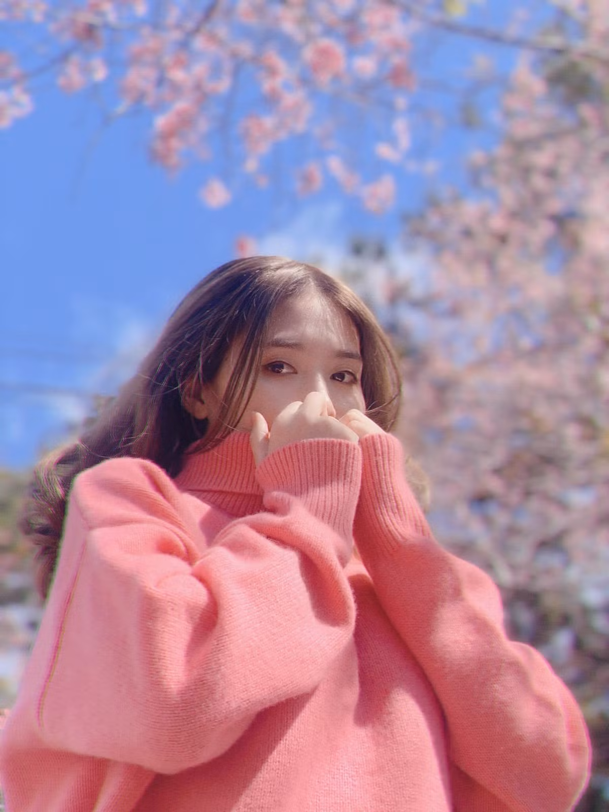 Hoa đẹp Đà Lạt mùa nào cũng không thiếu nhưng sắc hồng mai anh đào sẽ đem đến cho bạn một cảm giác khác bởi nó báo hiệu Tết sắp đến gần. Ảnh: Đinh Ngọc Diệp