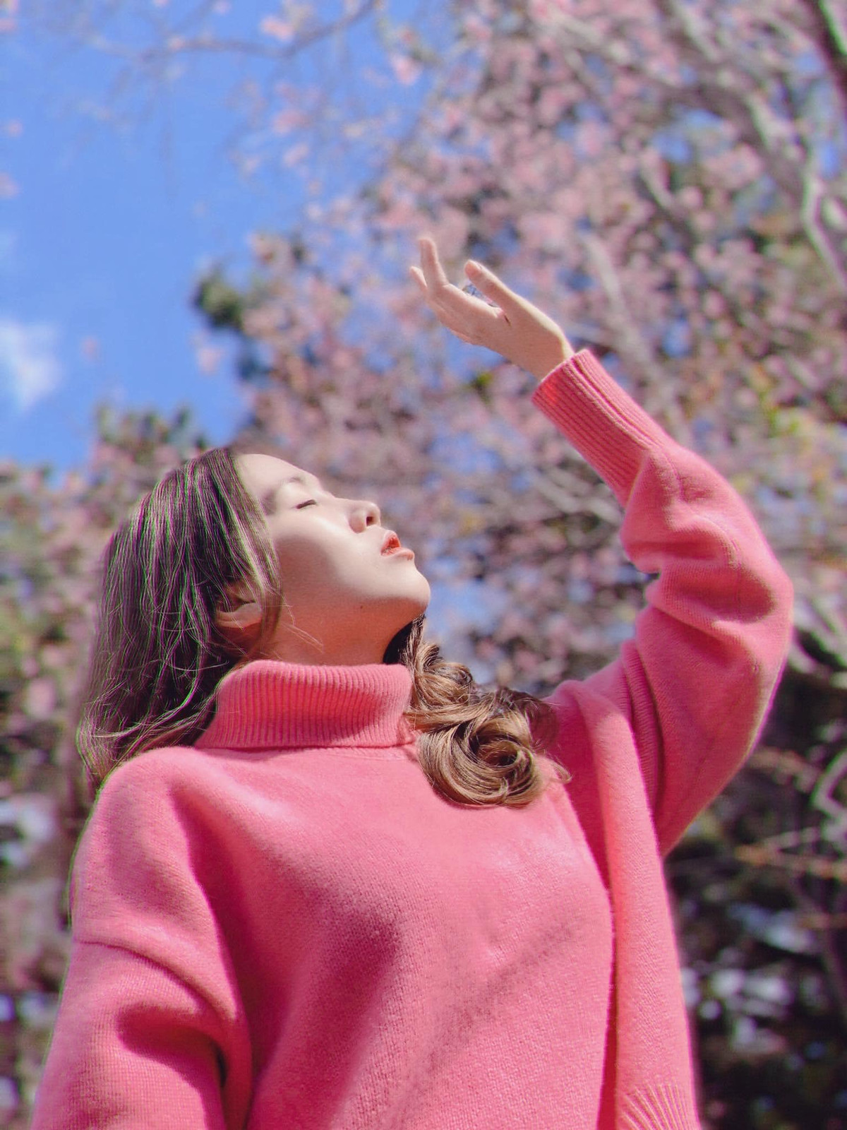 Thời điểm này mặc dù vào những ngày giáp Tết nhưng du khách đến check-in mai anh đào Đà Lạt nườm nượp. Ảnh: Đinh Ngọc Diệp