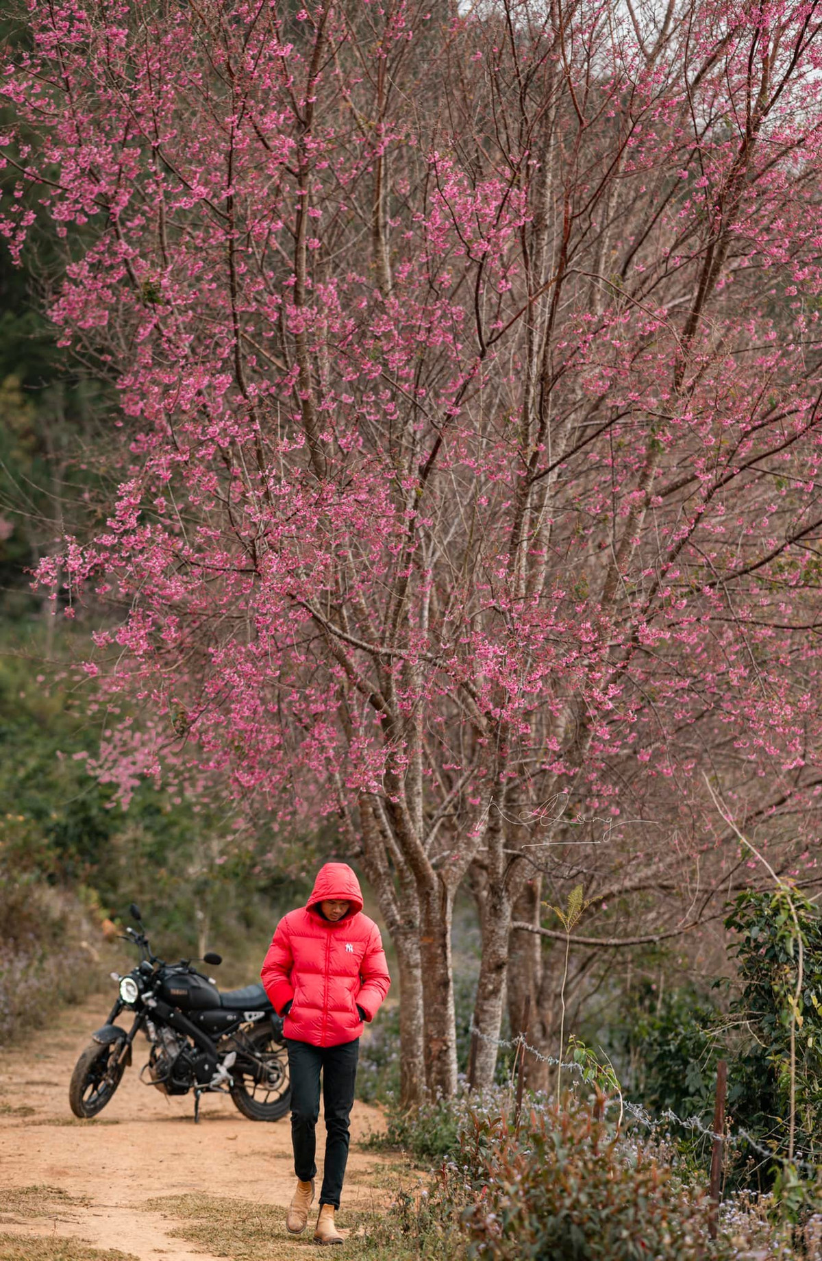 Du khách sẽ tha hồ chiêm ngưỡng, check-in và thưởng thức những thước phim, bức ảnh tuyệt đẹp với loài hoa này ở nhiều nơi. Ảnh: Quang Đà Lạt