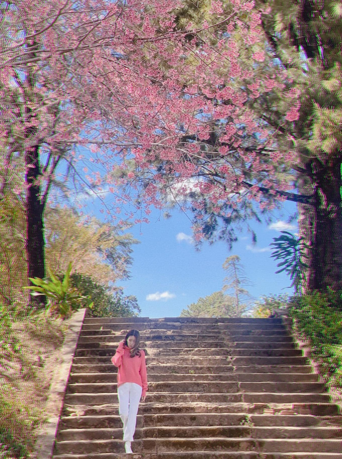 Hoa mai anh đào là loài hoa đặc trưng của Đà Lạt. Mỗi năm cứ đến mùa Xuân, người ta lại được diện kiến nhan sắc vô cùng thơ mộng, thu hút và ấn tượng của loài hoa nhuộm hồng phố núi. Ảnh: Đinh Ngọc Diệp