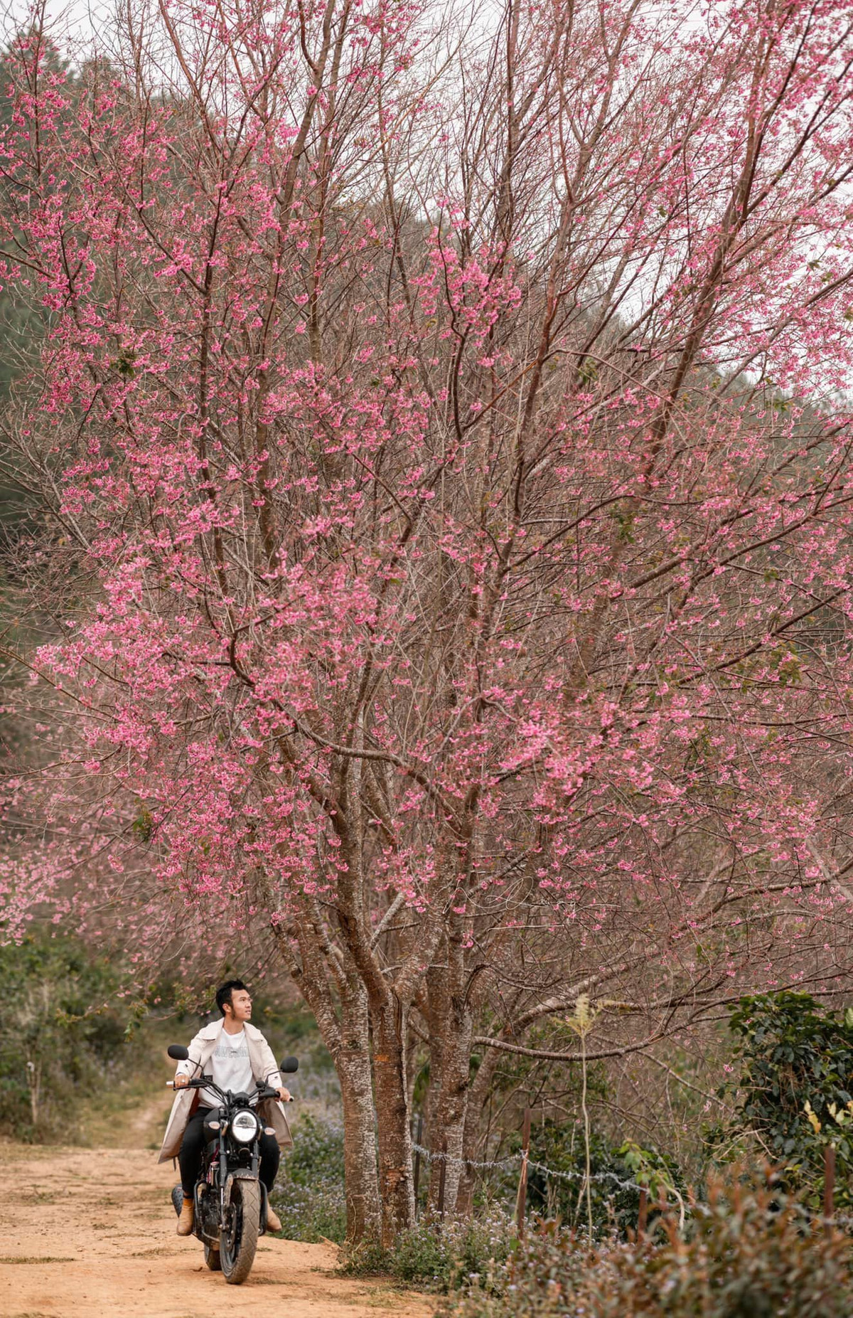 Thời điểm chụp ảnh đẹp nhất là vào sáng sớm khoảng 6 giờ đến 9 giờ và buổi chiều từ 16 giờ đến 17 giờ. Du khách check-in có thể tận hưởng ánh nắng dễ chịu và những cánh hoa mai anh đào Đà Lạt cũng trở nên lung linh hơn. Ảnh: Quang Đà Lạt