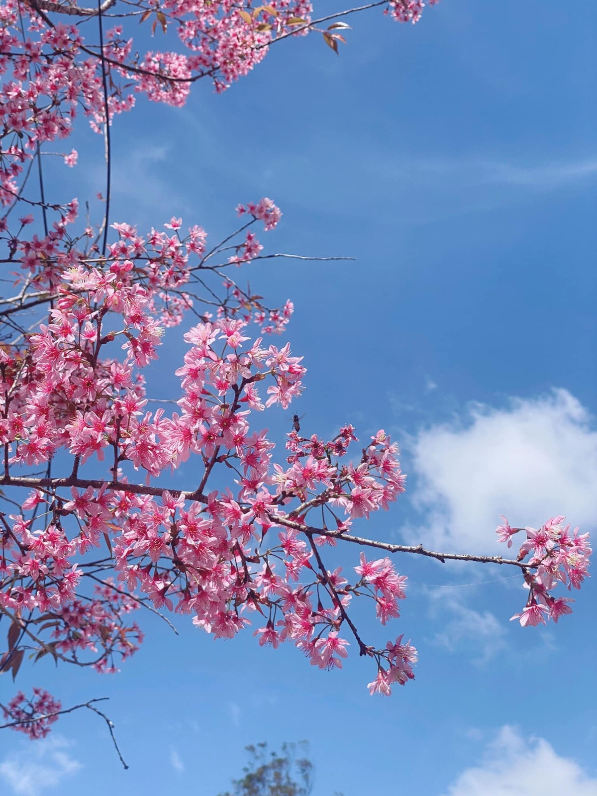 Tùy thuộc vào thời tiết của Đà Lạt từng năm thì hoa mai anh đào có thể nở sớm hơn hoặc muộn hơn. Ảnh: Đinh Ngọc Diệp