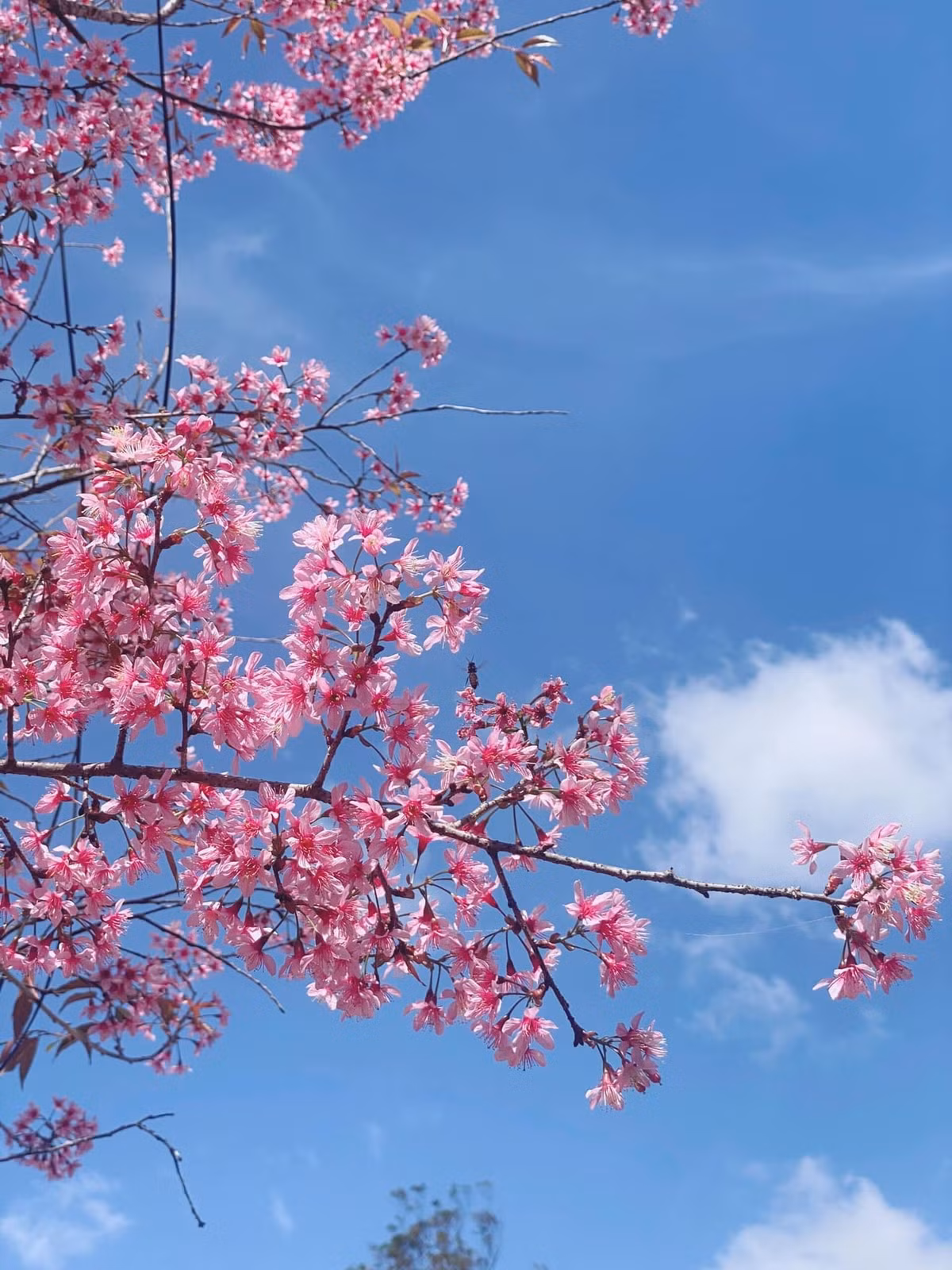 Tùy thuộc vào thời tiết của Đà Lạt từng năm thì hoa mai anh đào có thể nở sớm hơn hoặc muộn hơn. Ảnh: Đinh Ngọc Diệp