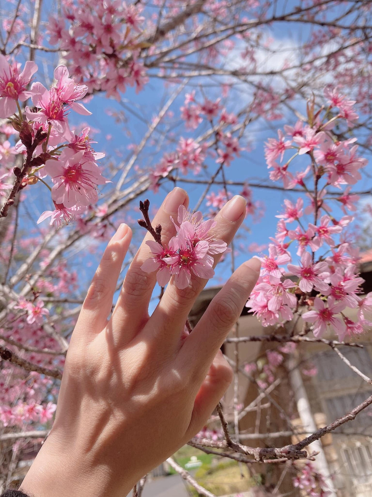 Mai anh đào tại Đà Lạt còn được mệnh danh là "loài hoa của mùa Xuân" bởi thời điểm mà nó nở rộ cùng sắc hoa đúng chuẩn giao mùa. Ảnh: Đinh Ngọc Diệp